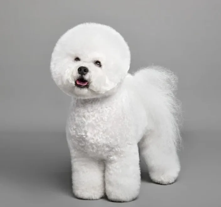 Bişon Çuha (Bichon Frise)