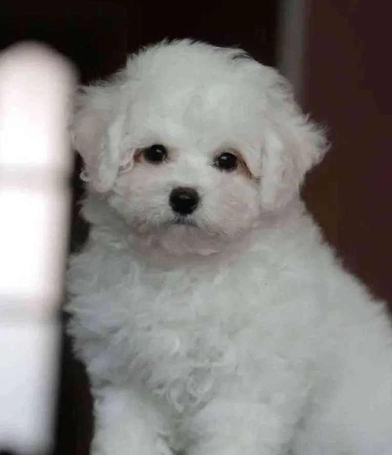 Bişon Çuha (Bichon Frise)