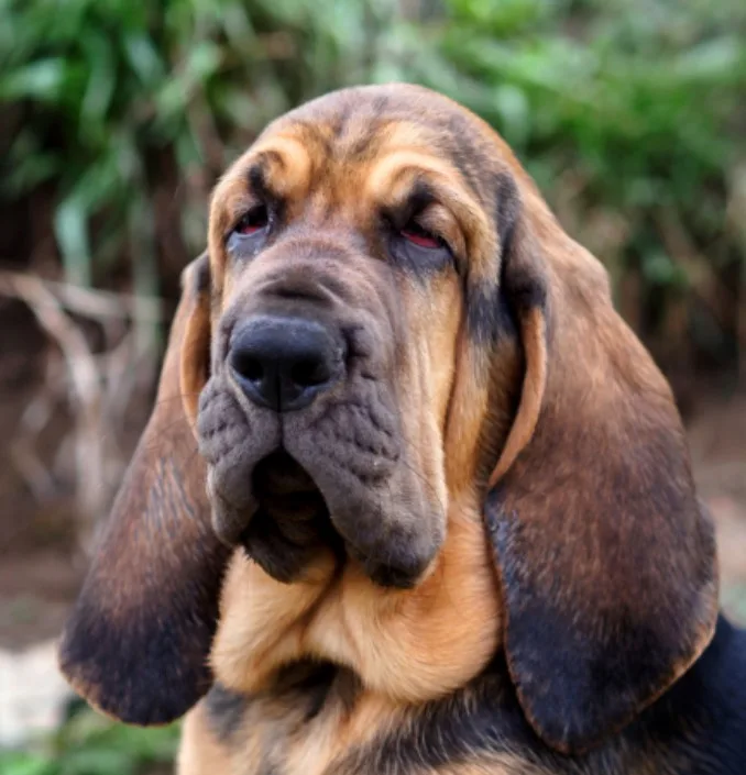 Bloodhound