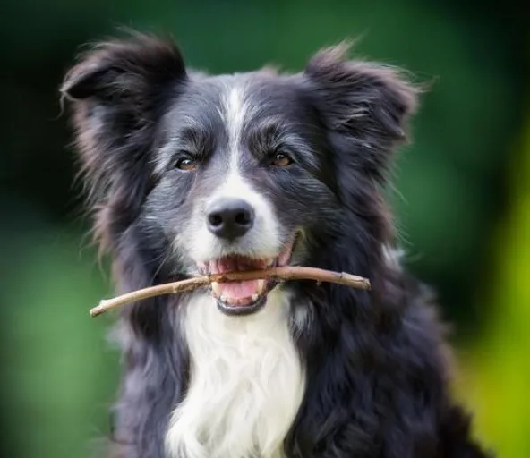 Border Collie