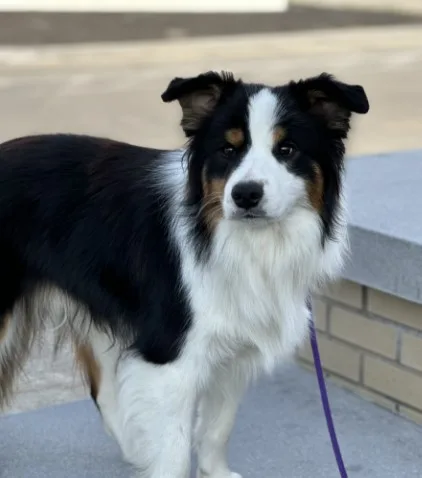 Border Collie