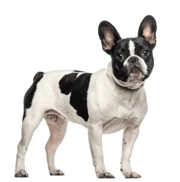 Boston Terrier