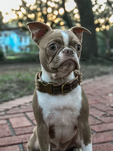 Boston Terrier