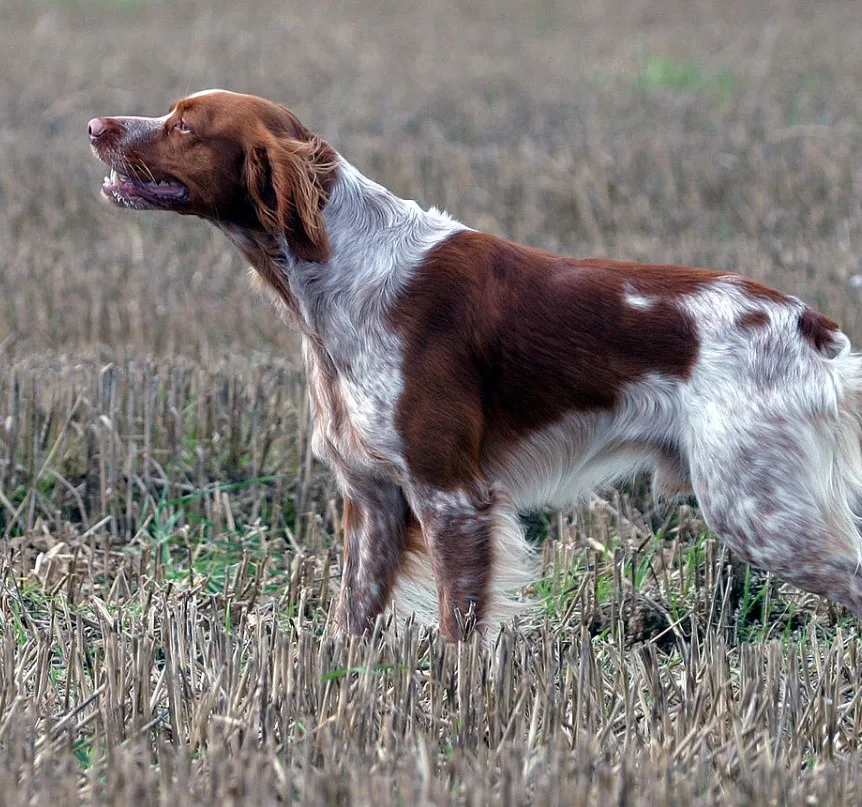 Breton Spanieli