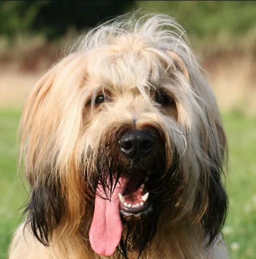 Briard