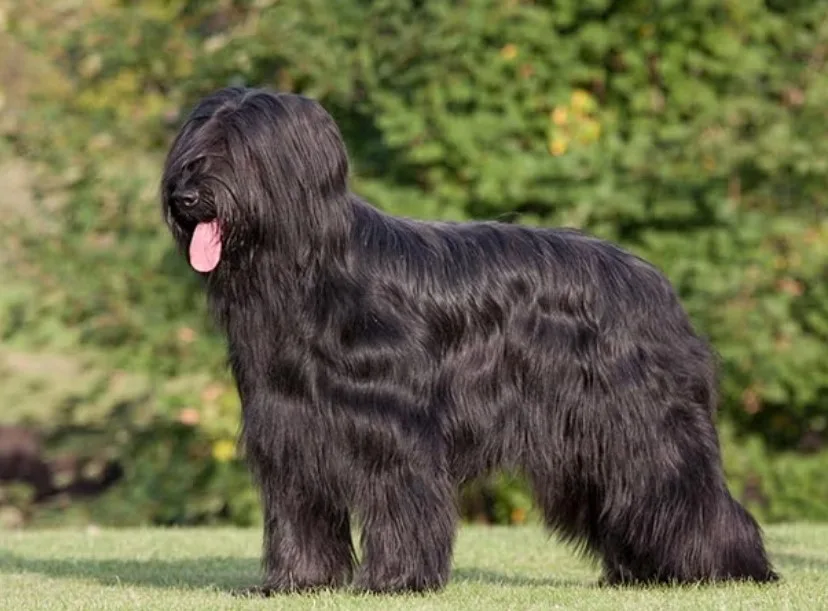 Briard