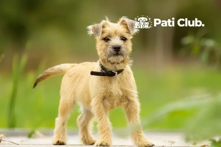 Cairn Terrier png