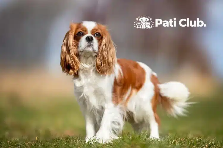 Cavalier King Charles Spaniel