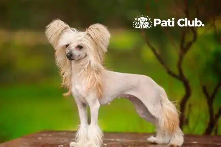 Chinese Crested 1 png