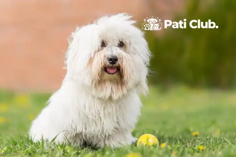 Coton de Tulear