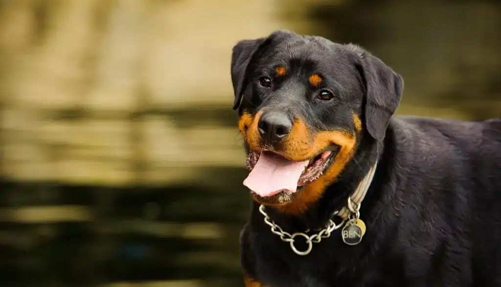 Rottweiler 2