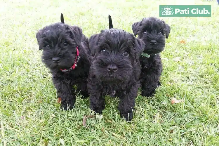 affenpinscher