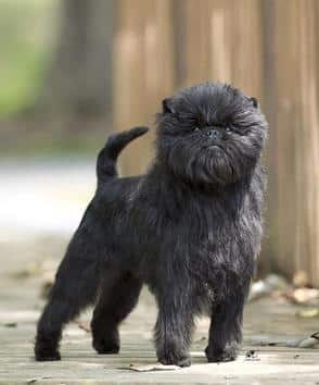 Affenpinscher