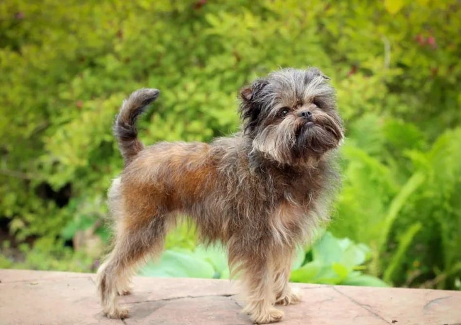 Affenpinscher