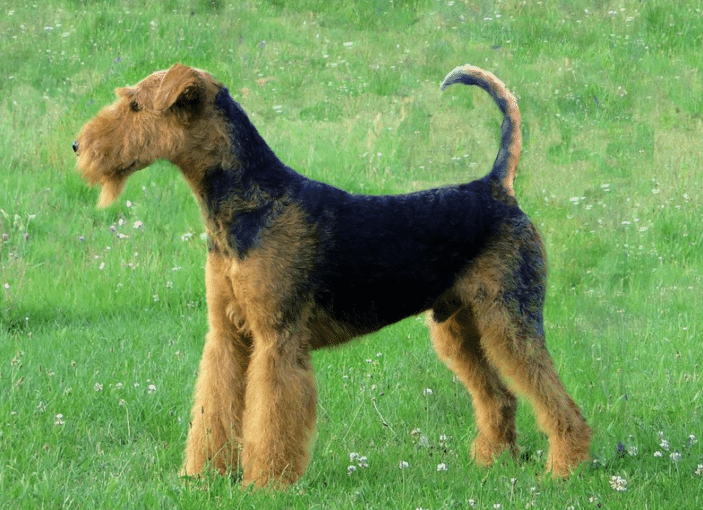 Airedale Terrier