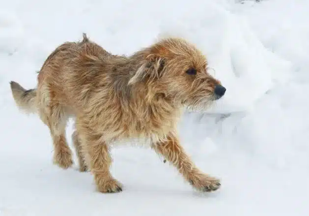 barak av köpeği