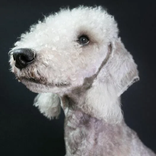 bedlington terrier