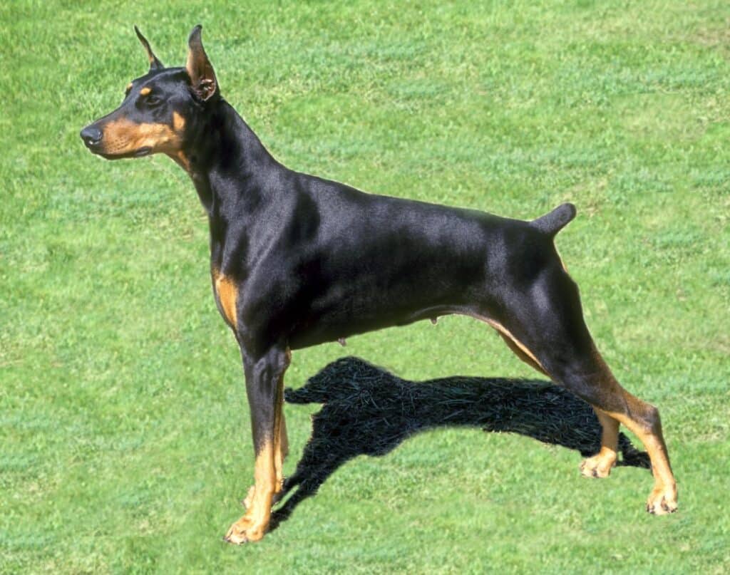 Doberman