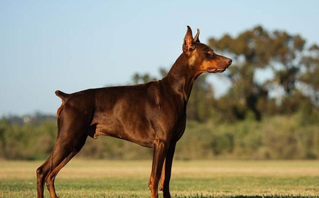 Doberman