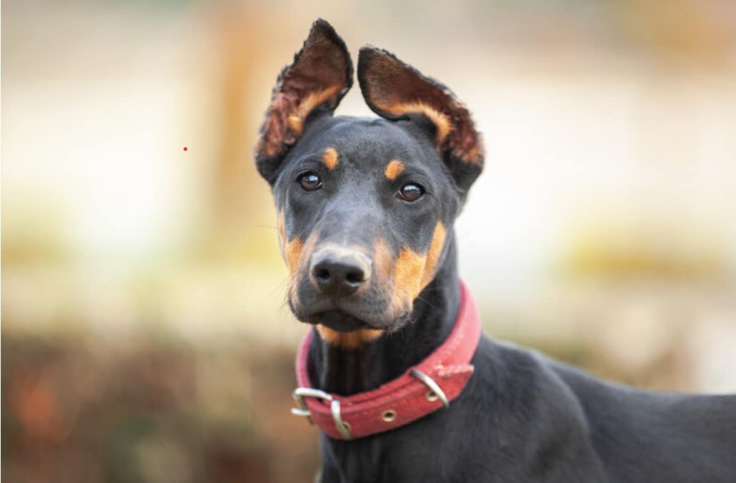 Doberman