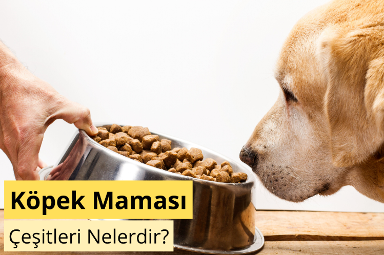 köpek maması çeşitleri nelerdir ?