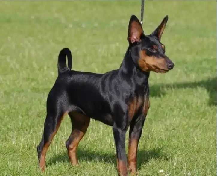 Alman Pinscher