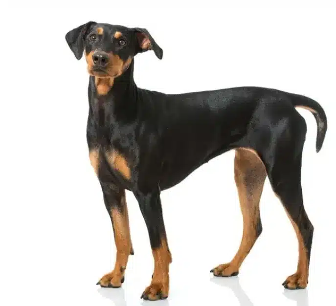 Alman Pinscher