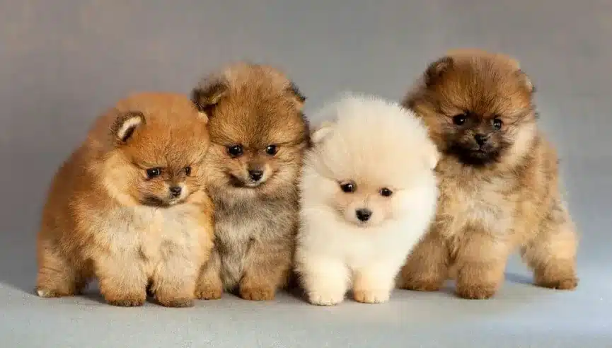 pomeranian