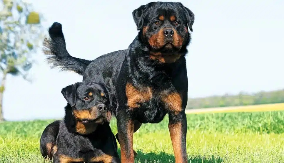 Rottweiler