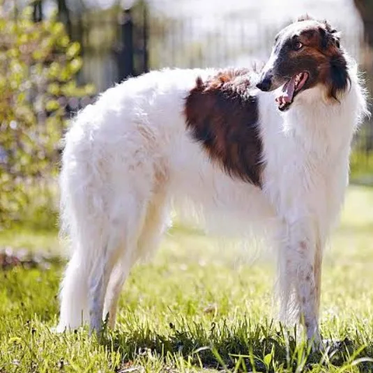 Borzoi