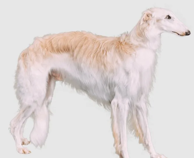 Borzoi