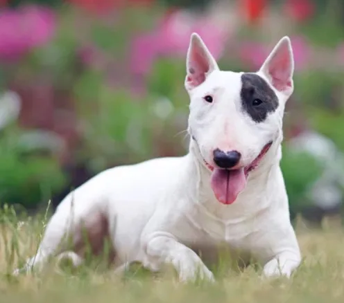 Bull Terrier