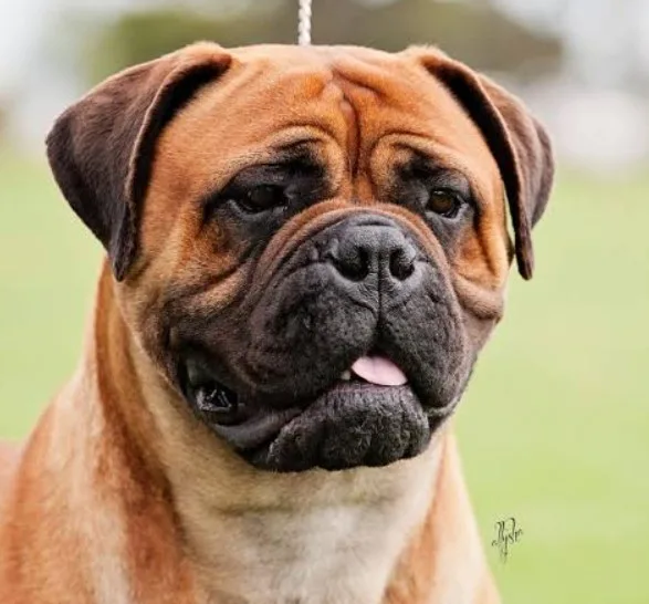 Bullmastiff