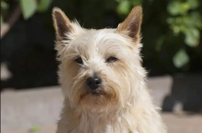 Cairn Terrier