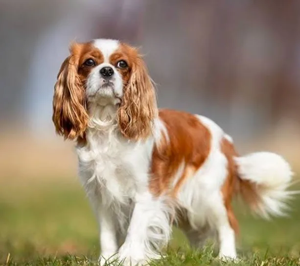 Cavalier King Charles Spaniel