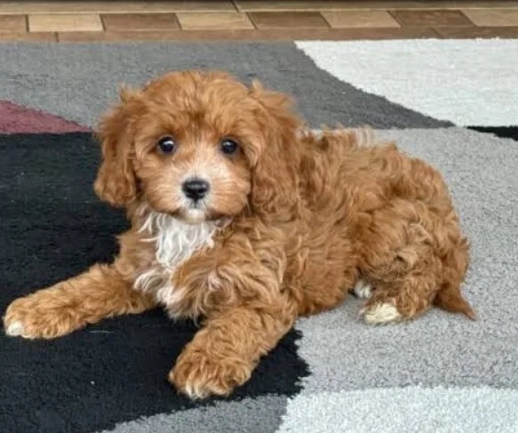 Cavapoo