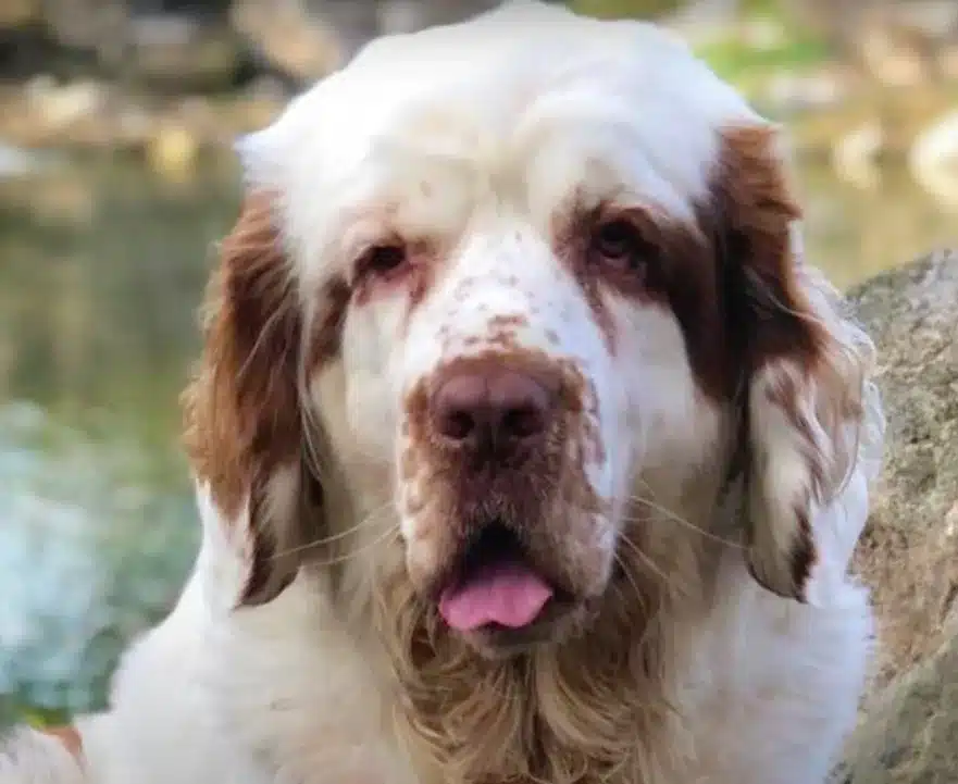 Clumber Spaniel