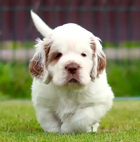 Clumber Spaniel