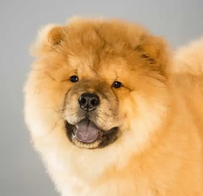 Chow Chow