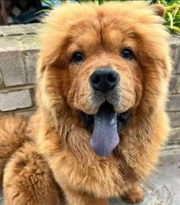 Chow Chow