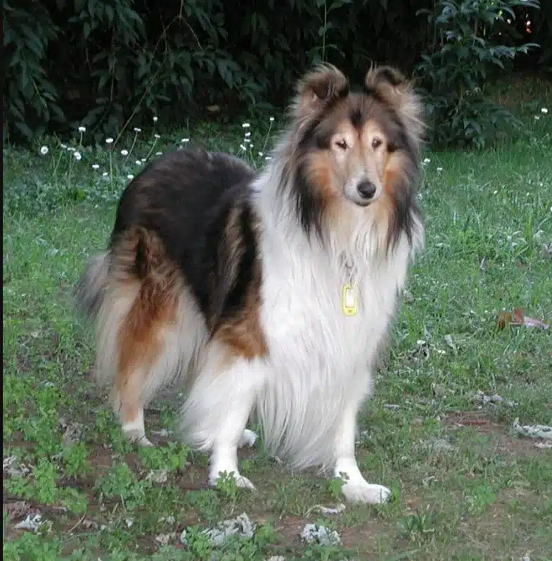 Collie