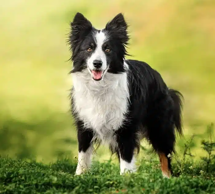 Collie